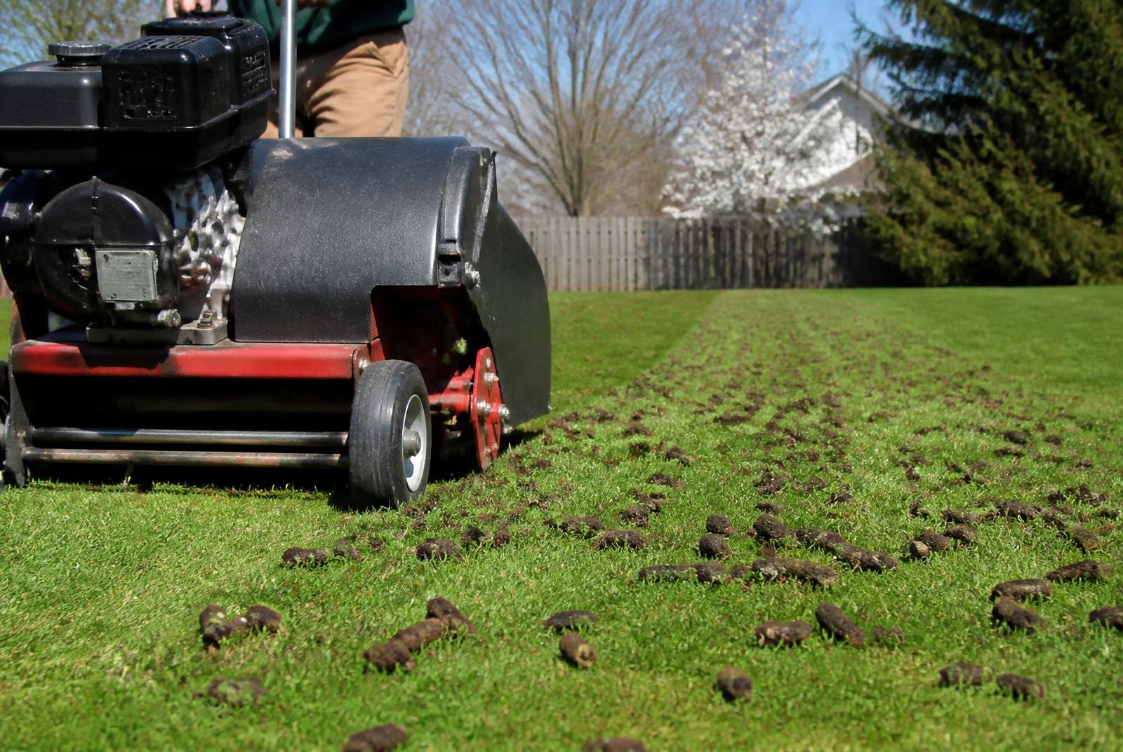 Core aerator pulling soil plugs from a lawn during fall aeration