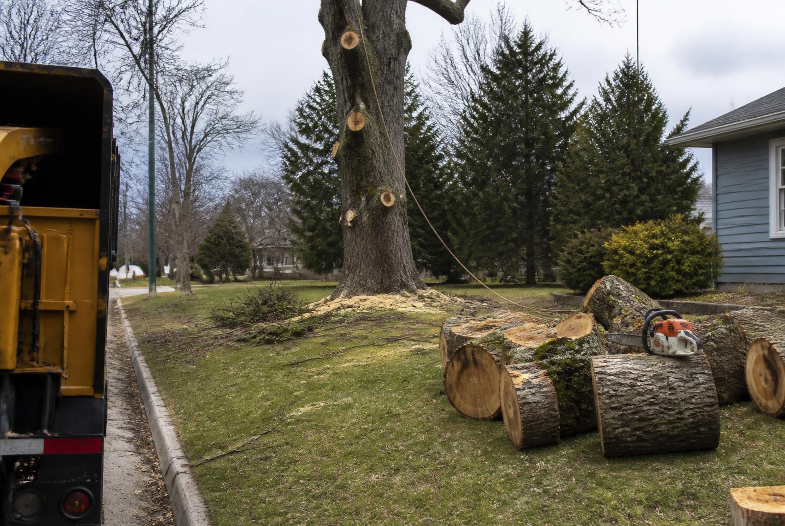 Tree removal in progress in a Michigan front yard with trunk rounds stacked on the grass